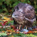 BUSSARD MIT BEUTE 