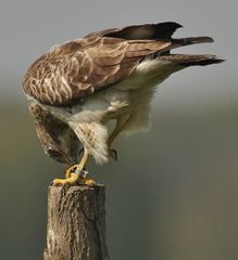 Bussard mit Beute