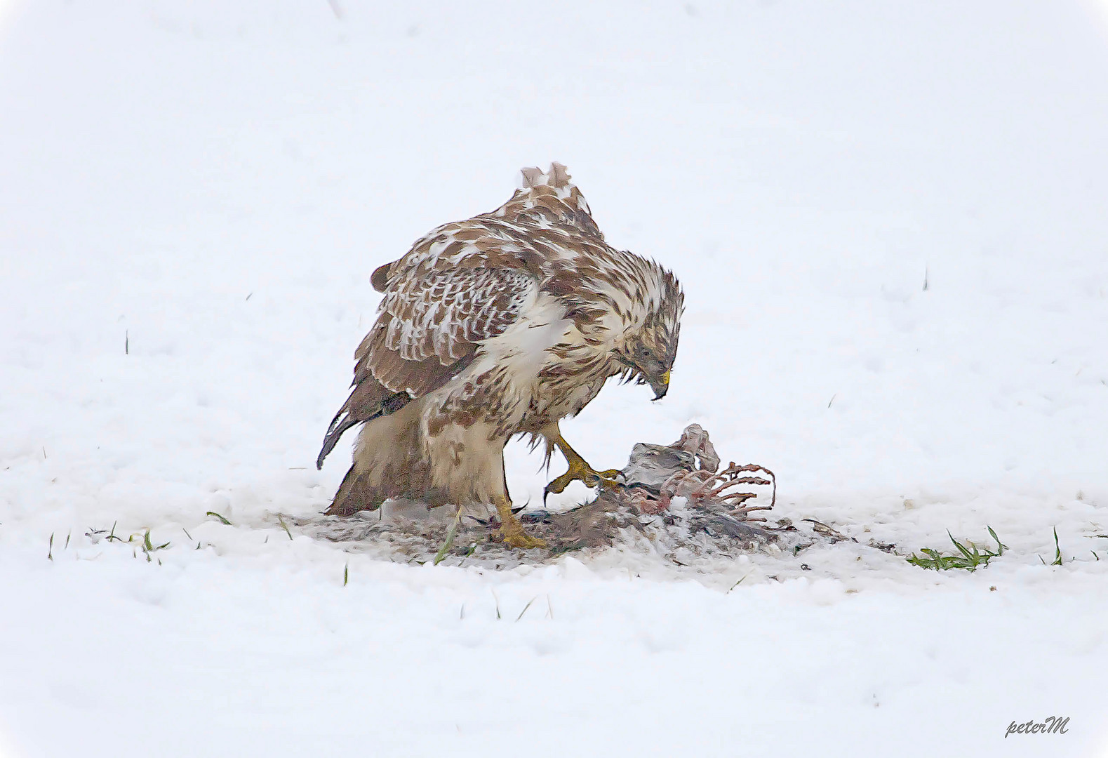 Bussard mit Beute 2