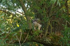 Bussard mit Beute