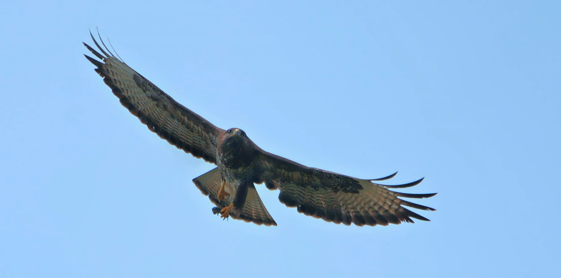 BUSSARD MIT BEUTE