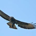 BUSSARD MIT BEUTE