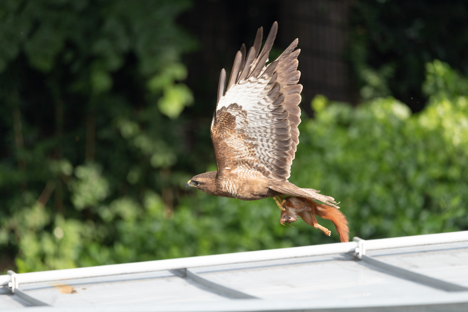 Bussard mit Beute