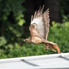 Bussard mit Beute