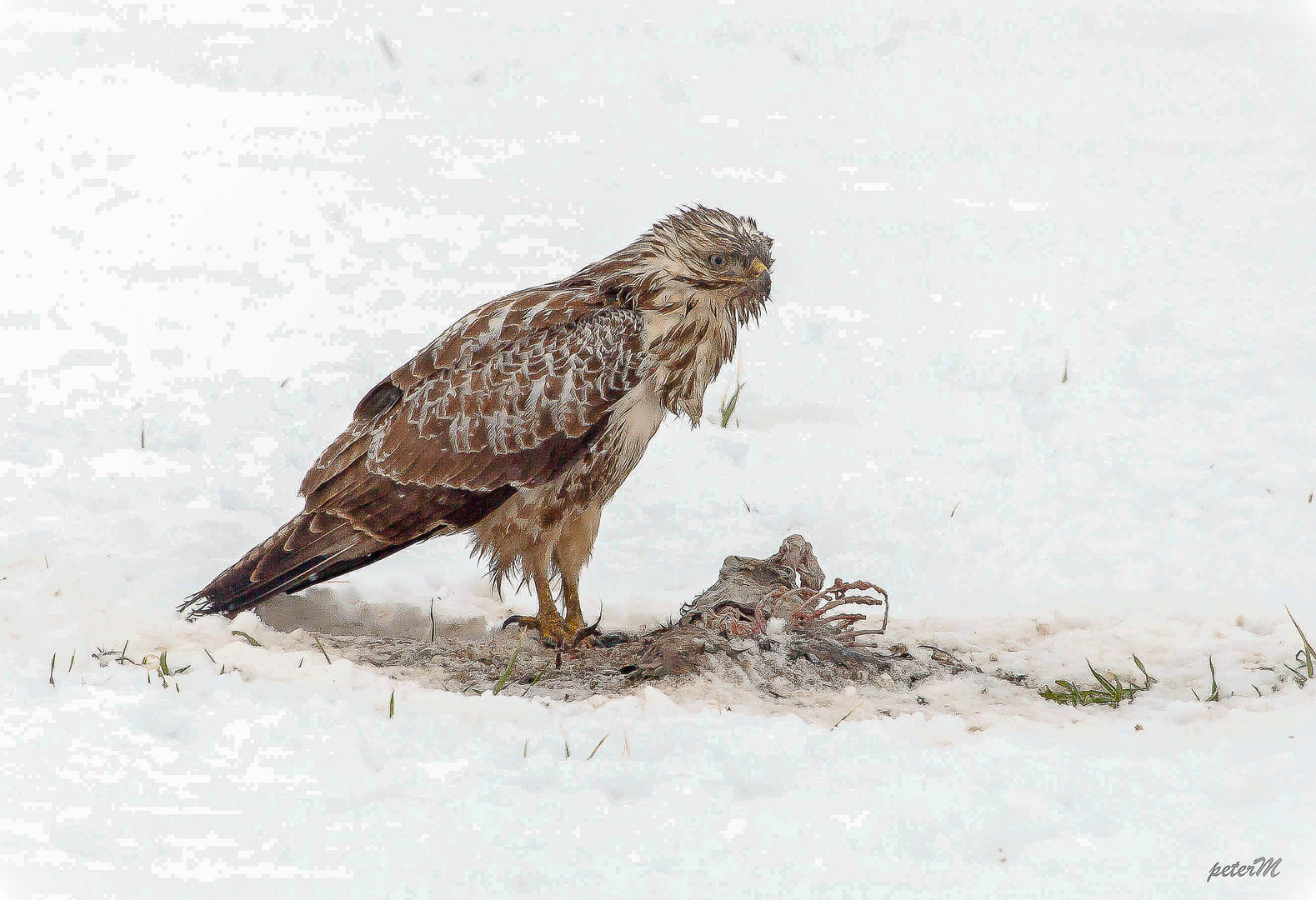 Bussard mit Beute