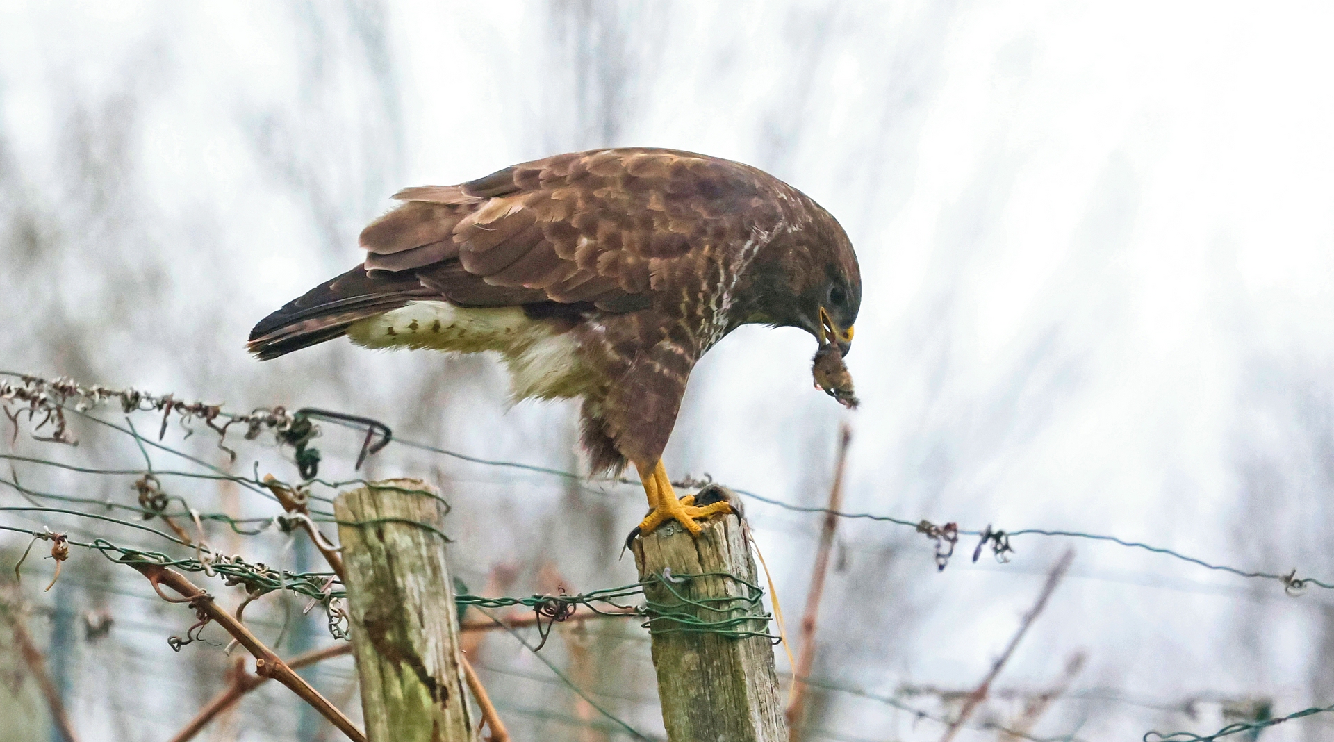 BUSSARD MIT BEUTE