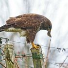 BUSSARD MIT BEUTE