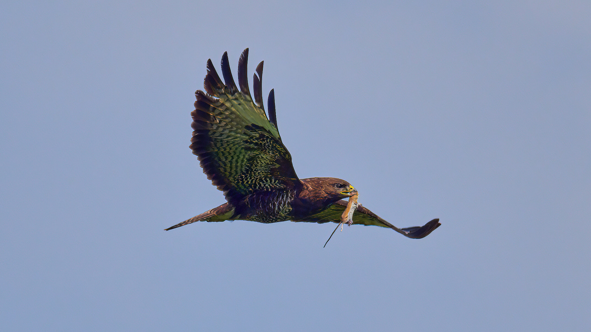 Bussard mit Beute