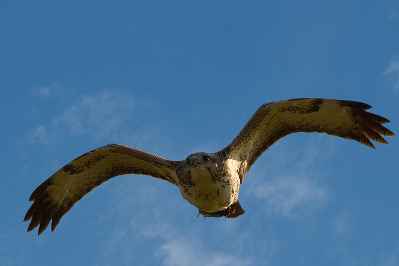 Bussard mit Beute