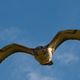 Bussard mit Beute