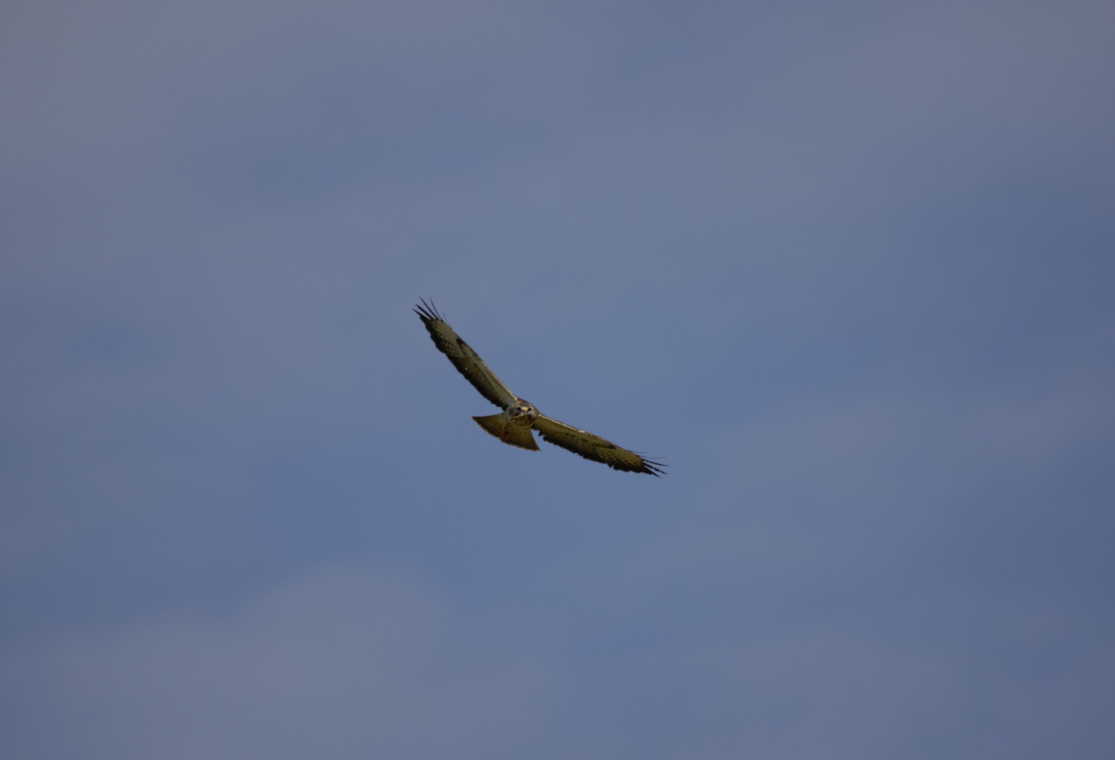 Bussard mit beute 