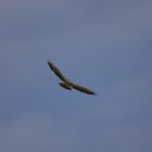 Bussard mit beute 