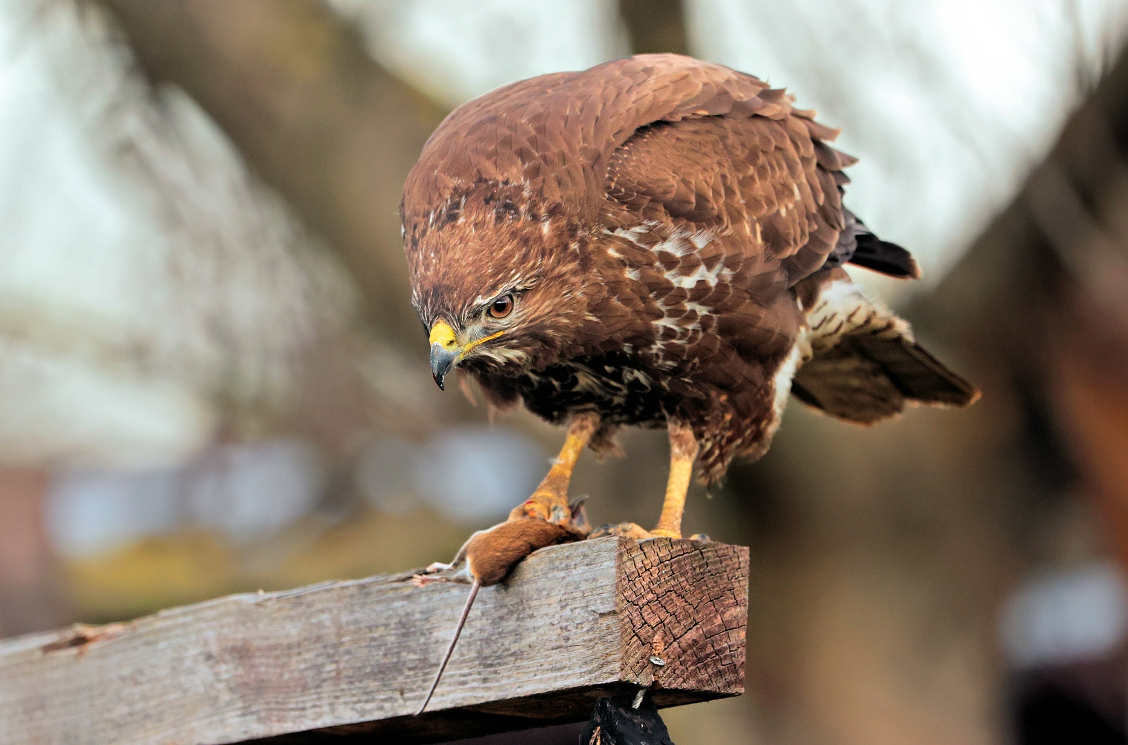 BUSSARD MIT BEUTE