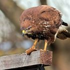 BUSSARD MIT BEUTE