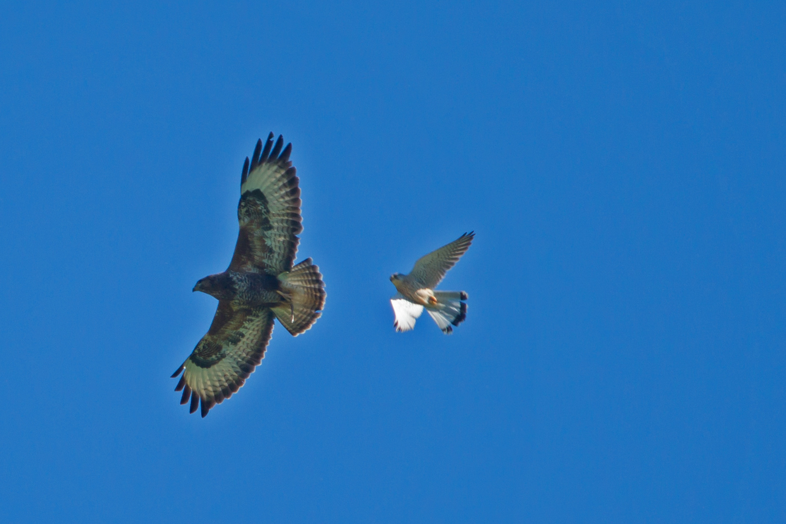 Bussard mit Beute   wird vom Falken verfolgt !!!!!