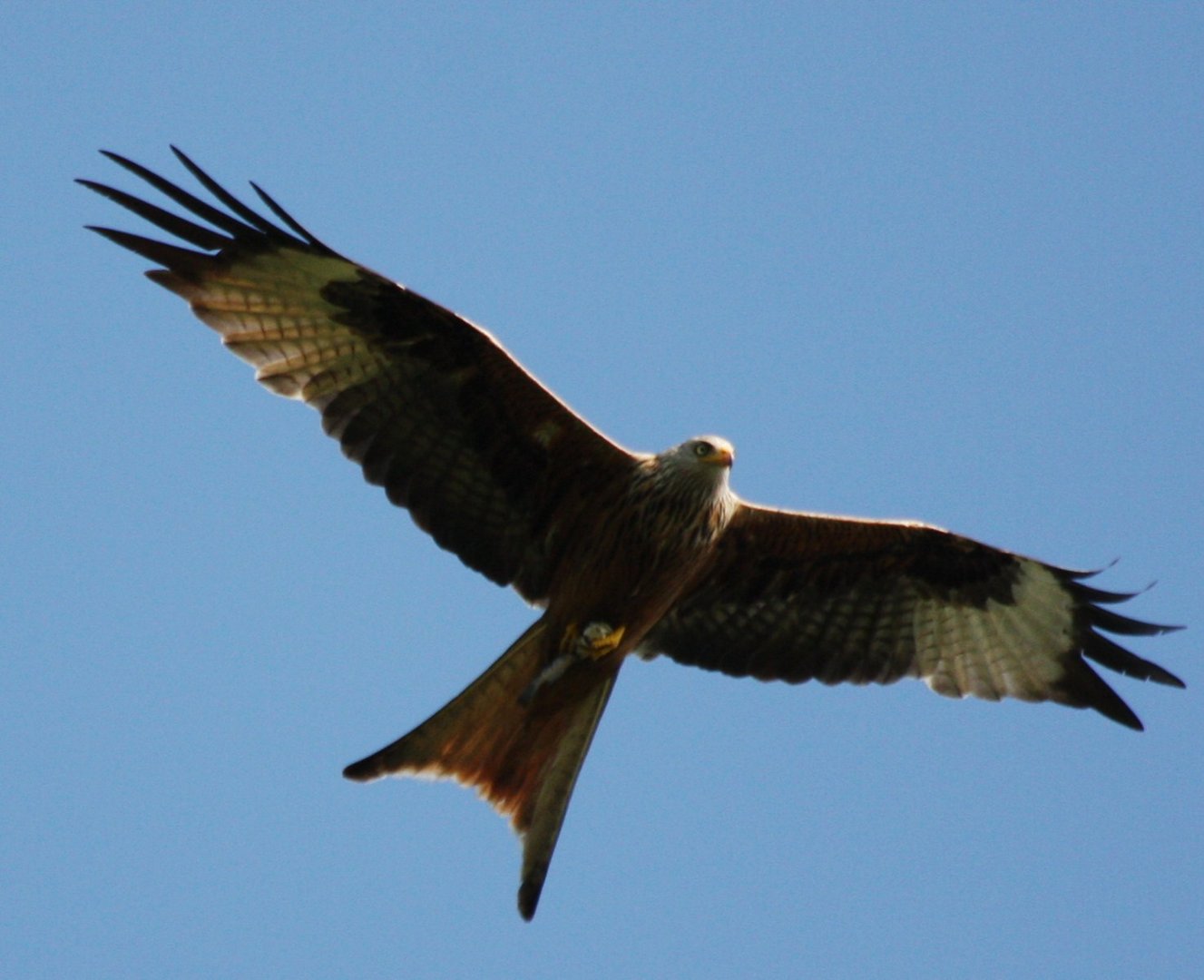 Bussard mit Beutefisch