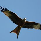 Bussard mit Beutefisch