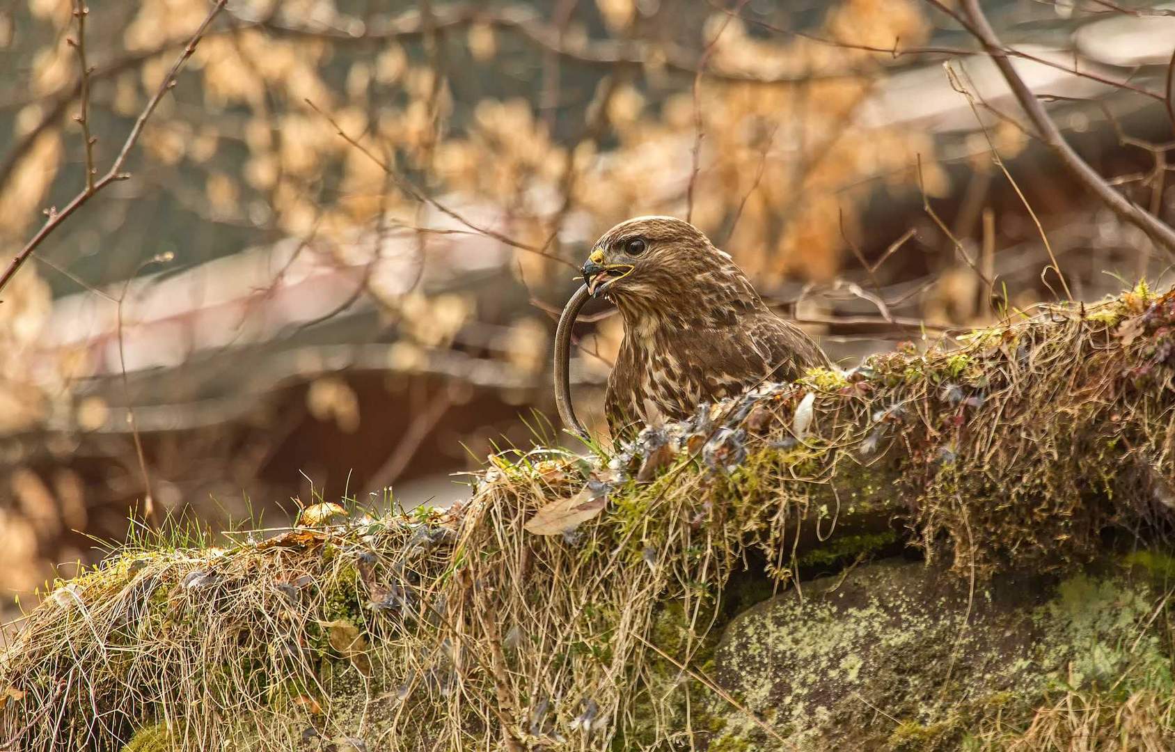 Bussard mit Bindschleiche 2