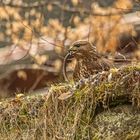 Bussard mit Bindschleiche 2