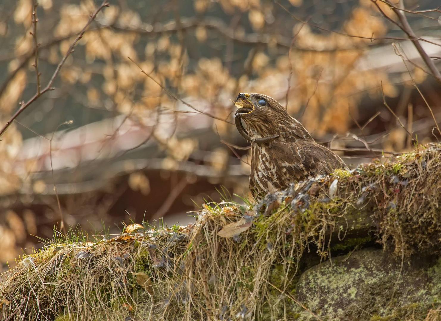 Bussard mit Blindschleiche 3