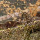 Bussard mit Blindschleiche 3