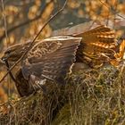 Bussard mit Blindschleiche 4