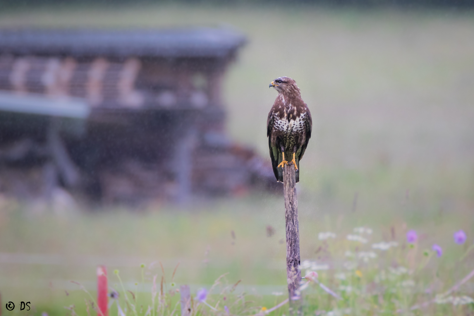 Bussard mit Blumen