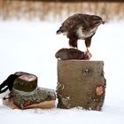 Bussard mit Elster