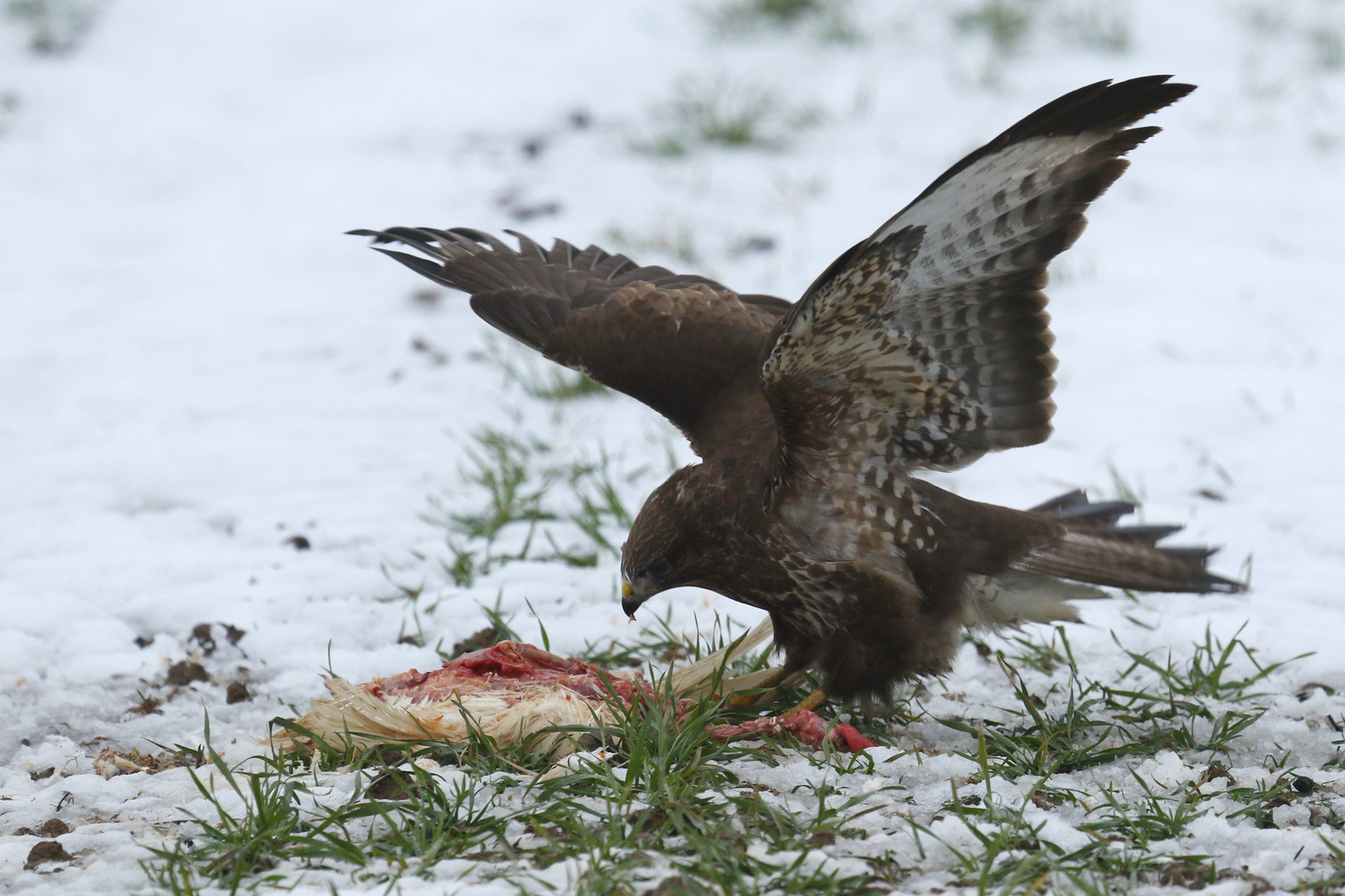 Bussard mit geschlagenem Huhn 2