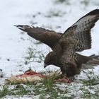 Bussard mit geschlagenem Huhn 2