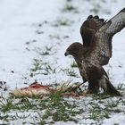 Bussard mit geschlagenem Huhn