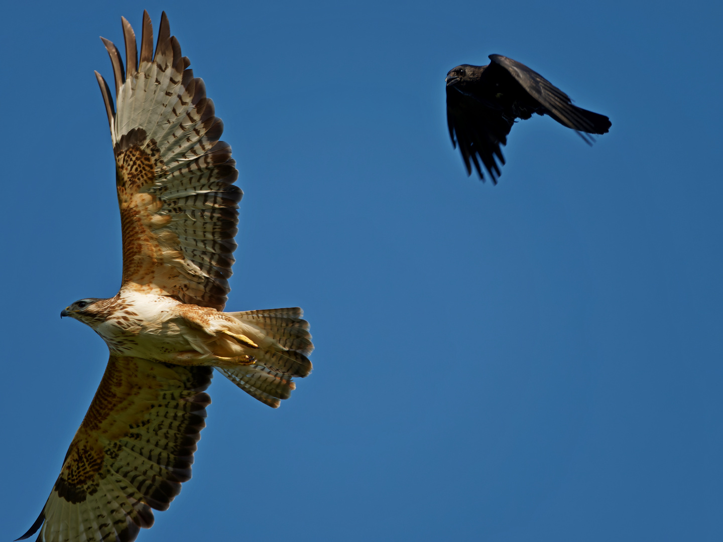 Bussard mit Krähe