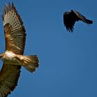 Bussard mit Krähe