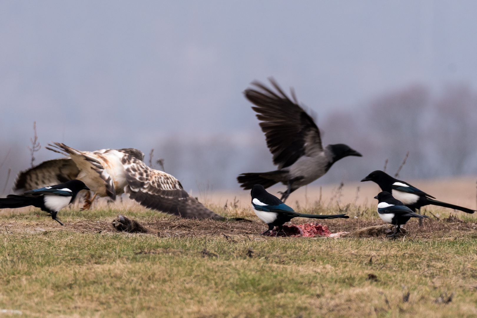 Bussard mit Krähen und Elstern