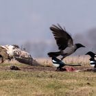 Bussard mit Krähen und Elstern