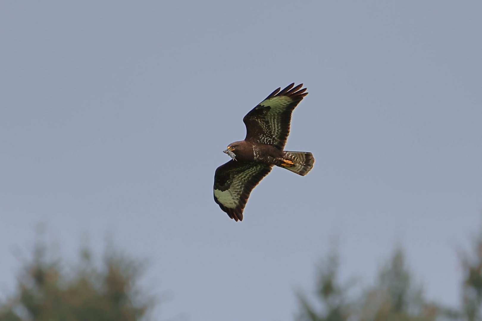 Bussard mit Maus