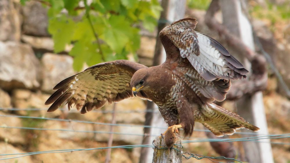 BUSSARD MIT MAUS