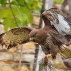 BUSSARD MIT MAUS