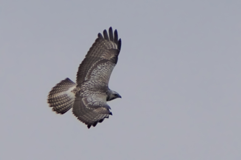 Bussard mit schöner Färbung