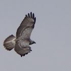 Bussard mit schöner Färbung