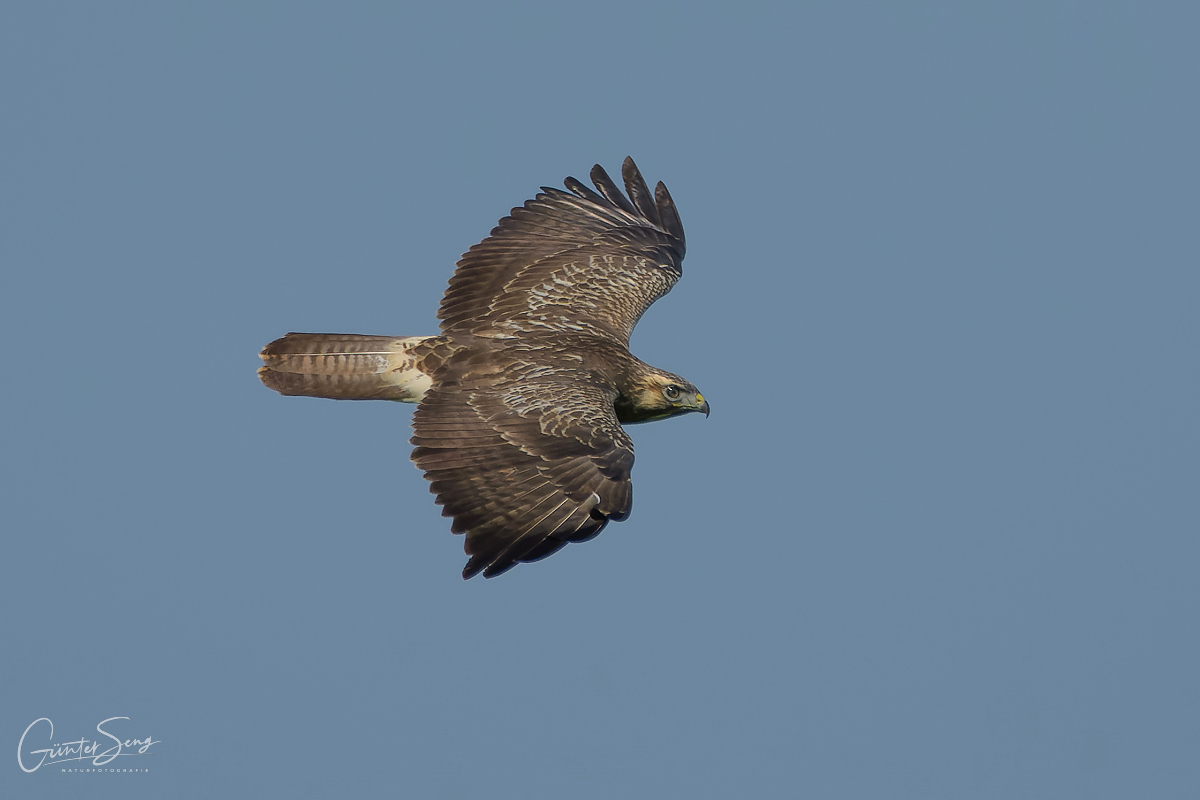 Bussard mit schöner Zeichnung