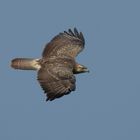 Bussard mit schöner Zeichnung