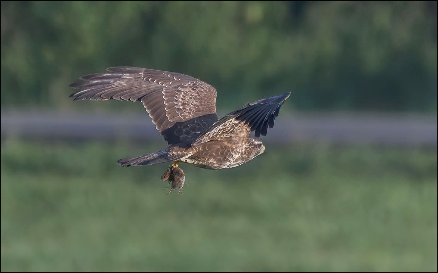 Bussard  mit seiner Beute