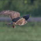 Bussard  mit seiner Beute