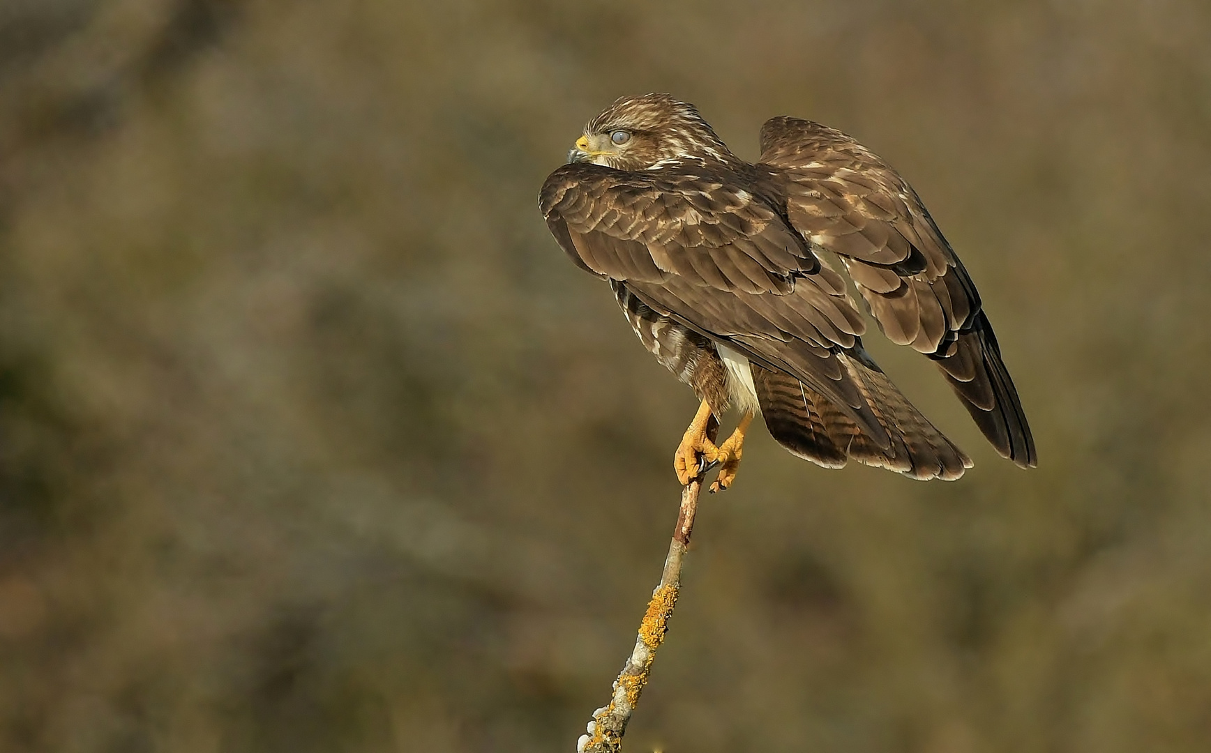 Bussard mit trüber Sicht auf dünnem Holz