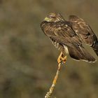 Bussard mit trüber Sicht auf dünnem Holz