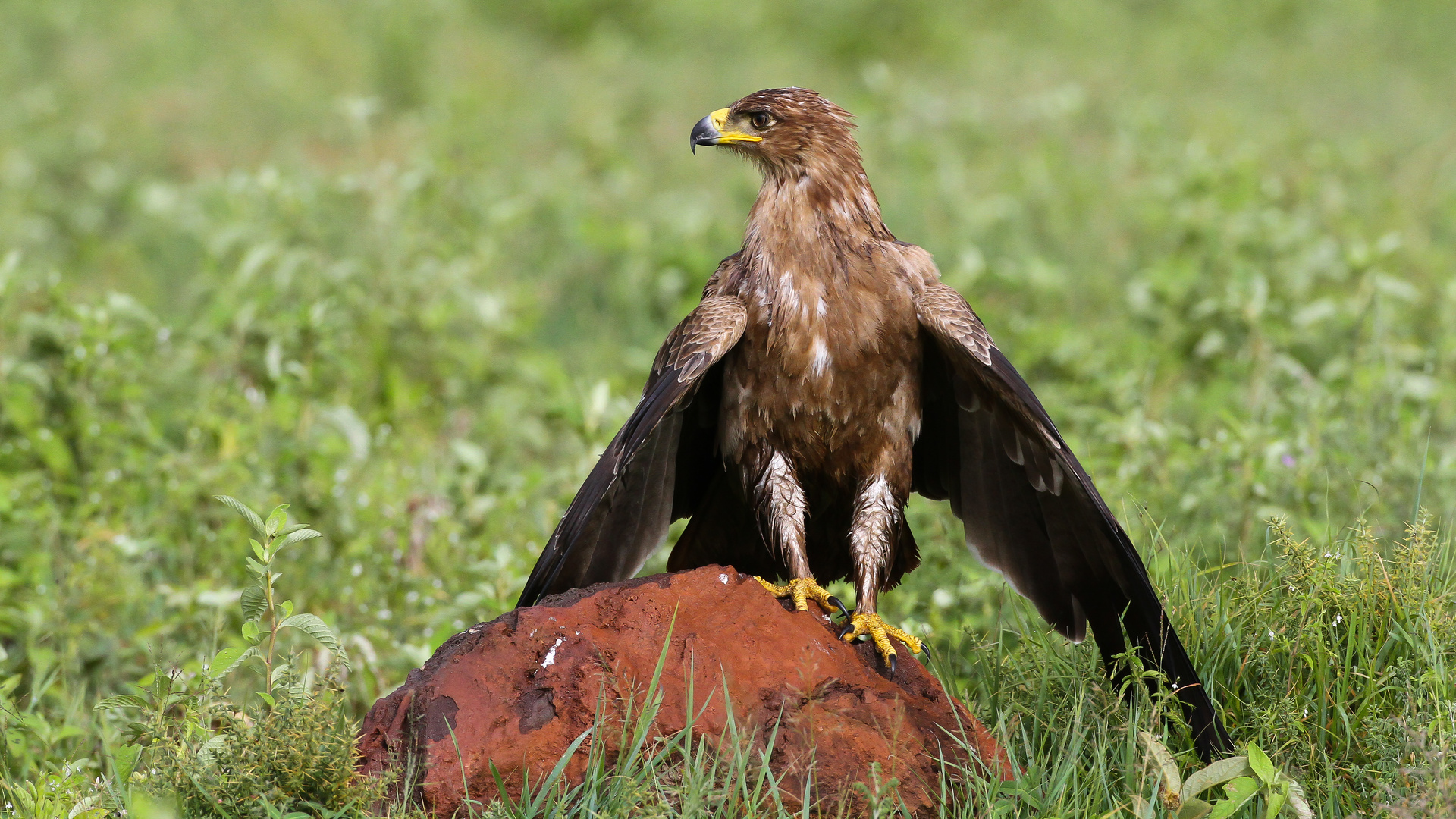 Bussard nach dem Regen