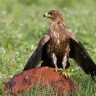 Bussard nach dem Regen