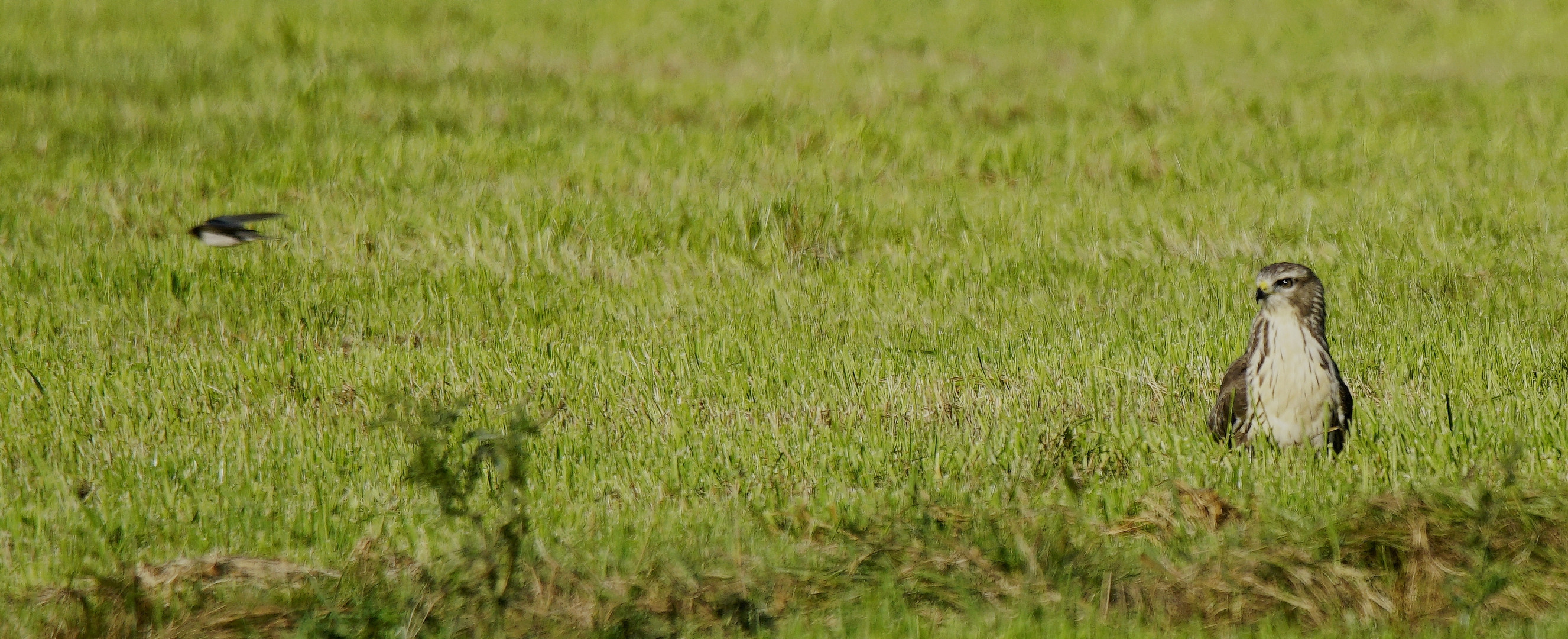 Bussard Nachwuchs.