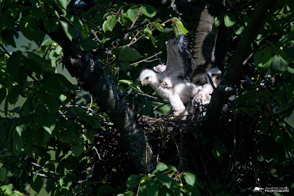 ** Bussard - Nachwuchs **